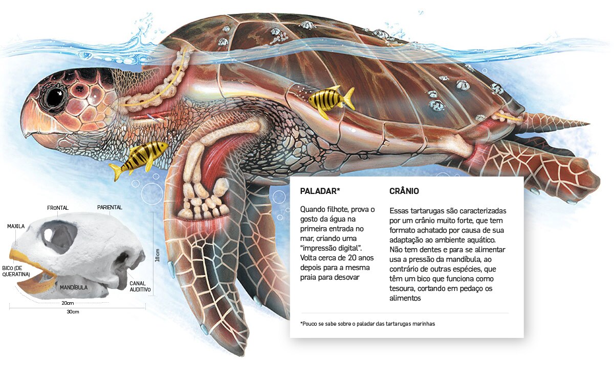 Raio X da Tartaruga Cabeçuda Estadão