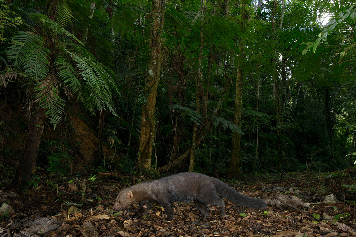 Quem ganha essa ? Demônio Motoserra Komodo em sua forma usando