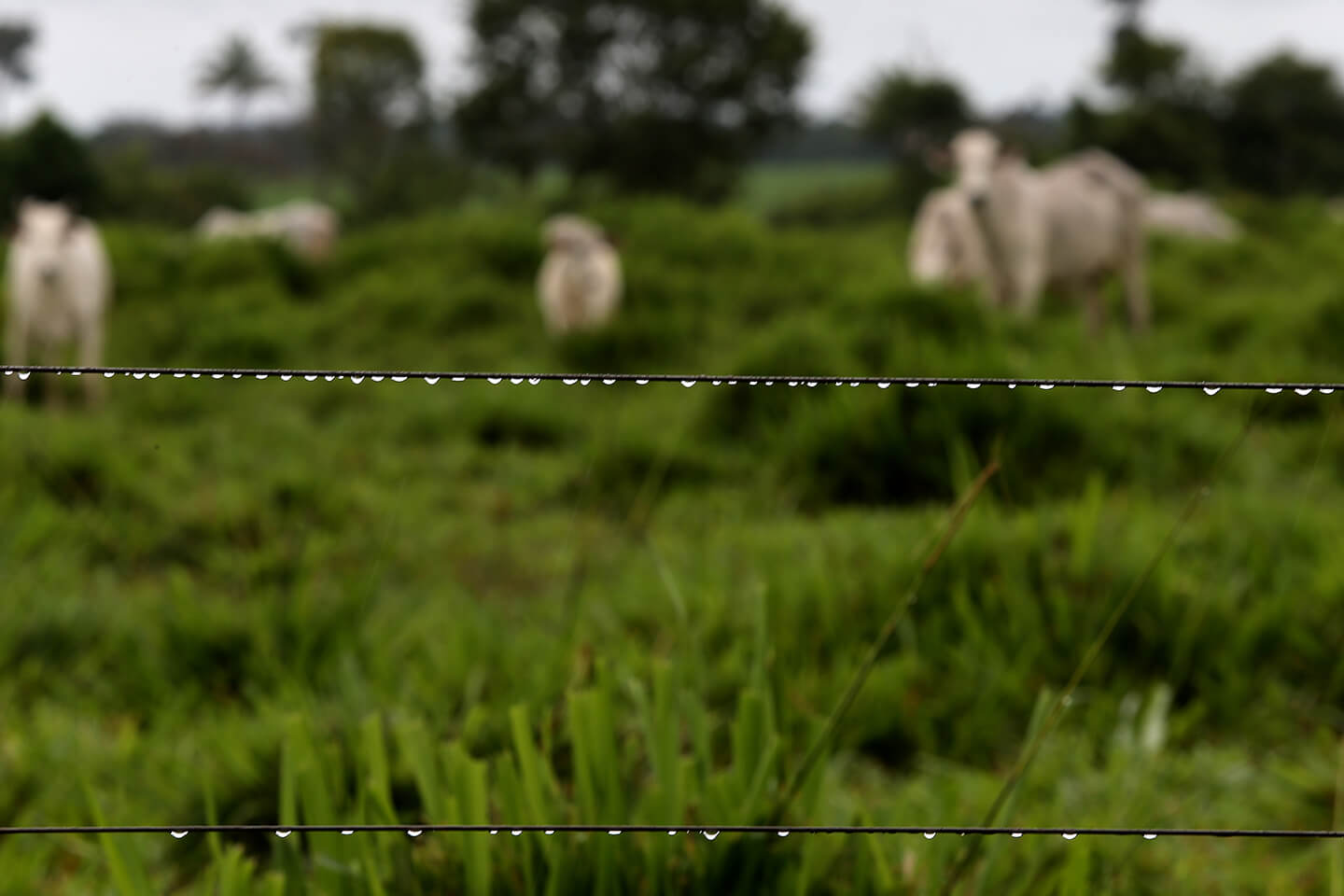 Chuva de veneno – Estadão