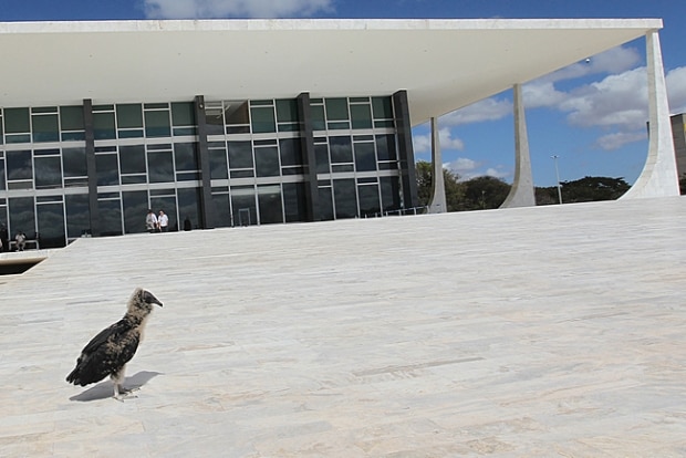 Urubu no Supremo Tribunal Federal 1/10 No 2ª dia do julgamento do mensalão, um filhote de urubu que deixou o seu ninho aparece no Supremo Tribunal Federal, em Brasília. A ave fez um passeio de aproximadademente dez minutos até ser capturado ...